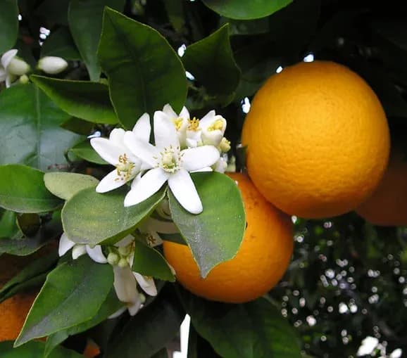 CITRUS SINENSIS PEEL OIL EXPRESSED 대표 사진