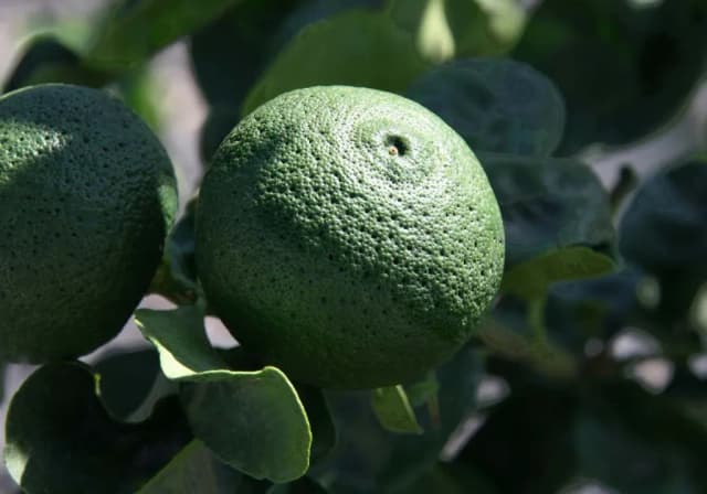 CITRUS SPHAEROCARPA PEEL EXTRACT 대표 사진