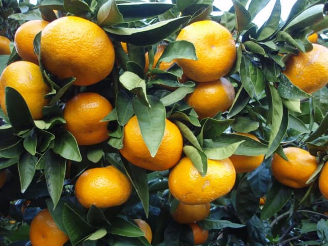 CITRUS UNSHIU FLOWER WATER 대표 사진