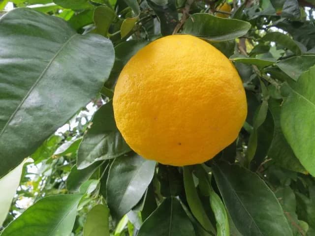 CITRUS WILSONII FRUIT EXTRACELLULAR VESICLES 대표 사진