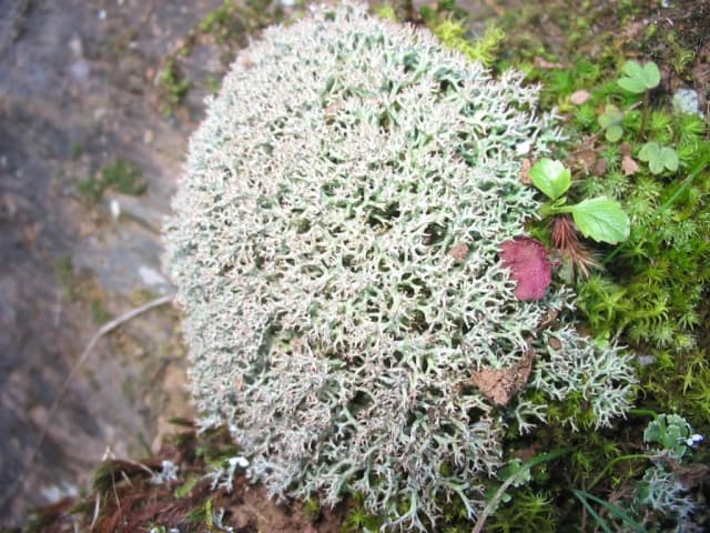 CLADONIA STELLARIS EXTRACT 대표 사진