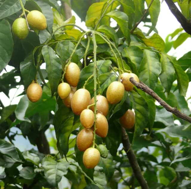 CLAUSENA LANSIUM LEAF EXTRACT 대표 사진
