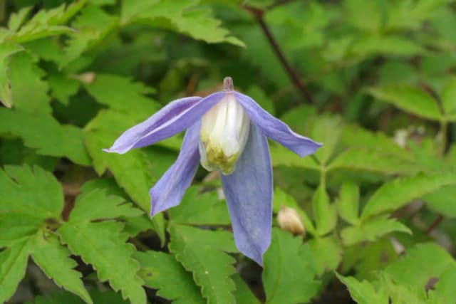 CLEMATIS ALPINA CALLUS EXTRACT 대표 사진