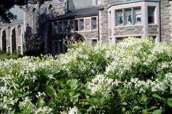 CLEMATIS TERNIFLORA FLOWER EXTRACT 대표 사진