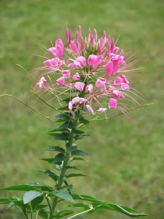 CLEOME SPINOSA FLOWER EXTRACT 대표 사진