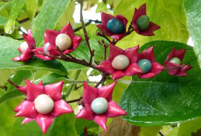 CLERODENDRUM TRICHOTOMUM EXTRACT 대표 사진
