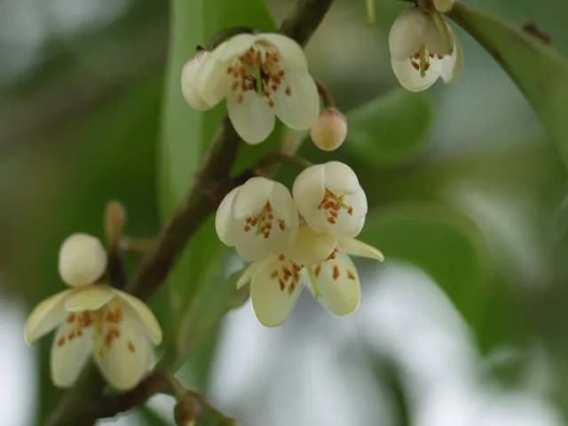 CLEYERA JAPONICA LEAF EXTRACT 대표 사진