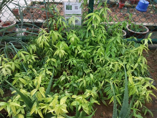 CLINACANTHUS NUTANS LEAF EXTRACT 대표 사진