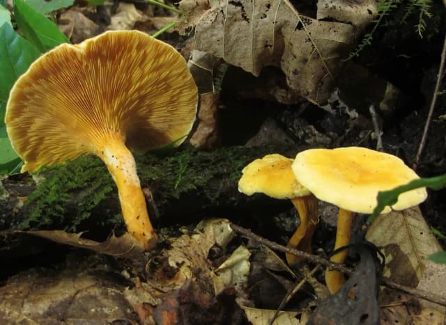 CLITOCYBE AURANTIACA MYCELIUM EXTRACT 대표 사진