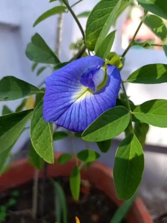 CLITORIA TERNATEA FLOWER WATER 대표 사진