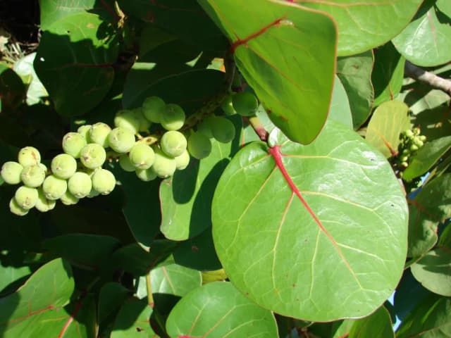 COCCOLOBA UVIFERA FRUIT EXTRACT 대표 사진