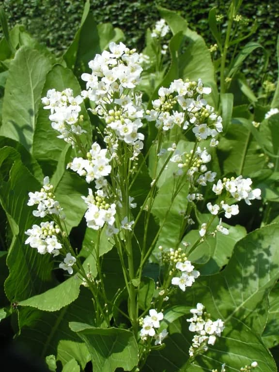 COCHLEARIA ARMORACIA LEAF EXTRACT 대표 사진