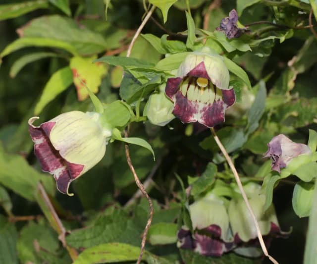 CODONOPSIS LANCEOLATA EXTRACT 대표 사진