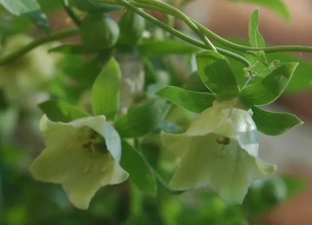 CODONOPSIS PILOSULA ROOT EXTRACT 대표 사진