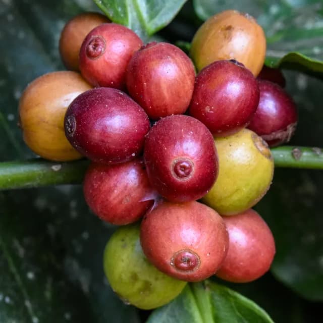 COFFEA ROBUSTA FRUIT EXTRACT 대표 사진