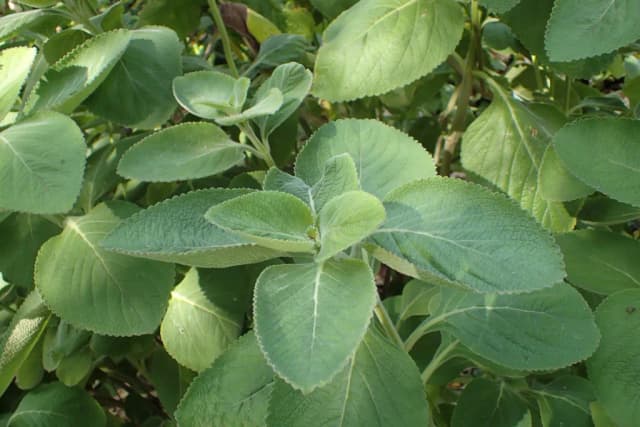 COLEUS FORSKOHLII EXTRACT 대표 사진