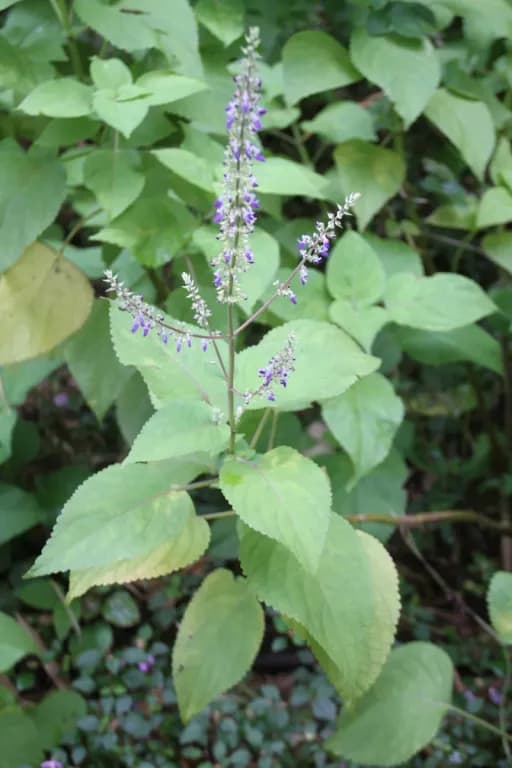 COLEUS SCUTELLARIOIDES LEAF/STEM EXTRACT 대표 사진