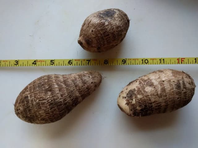 COLOCASIA ANTIQUORUM ROOT EXTRACT 대표 사진