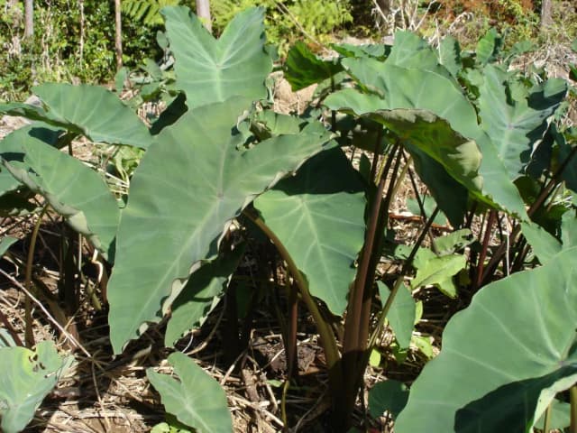 COLOCASIA ESCULENTA LEAF EXTRACT 대표 사진