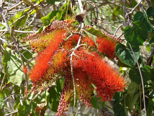 COMBRETUM FARINOSUM FLOWER NECTAR 대표 사진