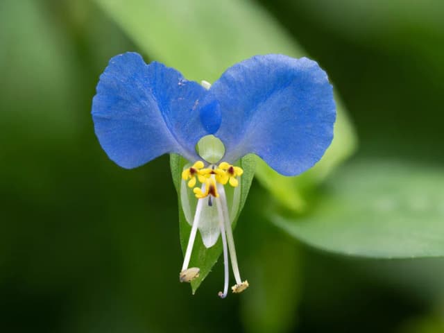 COMMELINA COMMUNIS FLOWER/LEAF/STEM EXTRACT 대표 사진