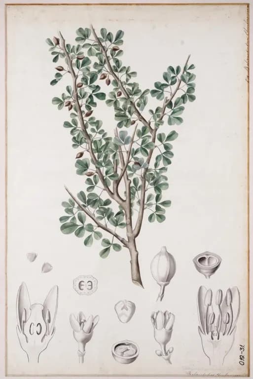 COMMIPHORA GILEADENSIS OIL 대표 사진