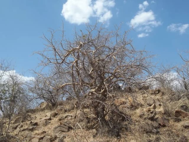 COMMIPHORA WIGHTII RESIN EXTRACT 대표 사진