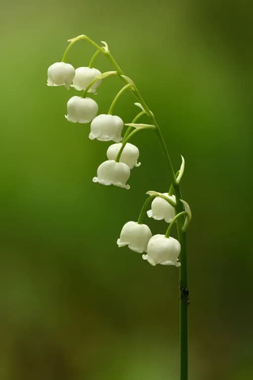 CONVALLARIA MAJALIS FLOWER/LEAF/STEM EXTRACT 대표 사진