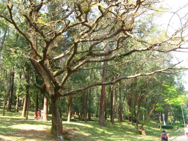COPAIFERA LANGSDORFFII RESIN OIL 대표 사진