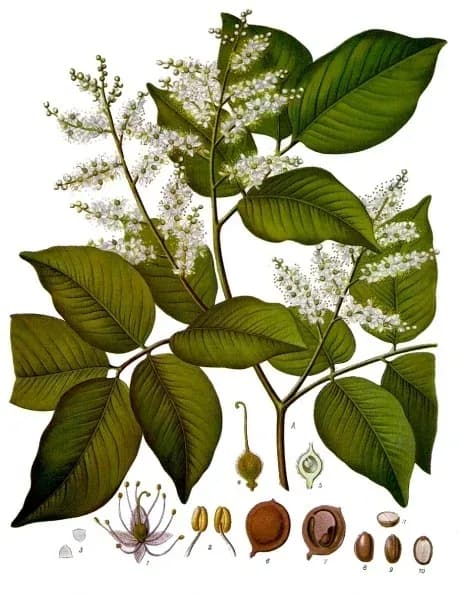 COPAIFERA OFFICINALIS WOOD OIL 대표 사진