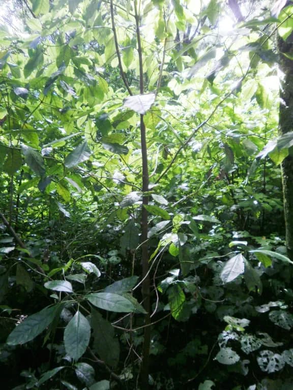 COPROSMA GRANDIFOLIA LEAF/STEM EXTRACT 대표 사진