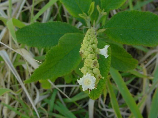 CORDIA CURASSAVICA LEAF OIL 대표 사진