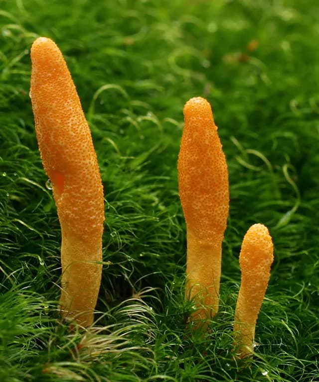 CORDYCEPS MILITARIS /GERMINATED SOYBEAN FERMENT EXTRACT FILTRATE 대표 사진