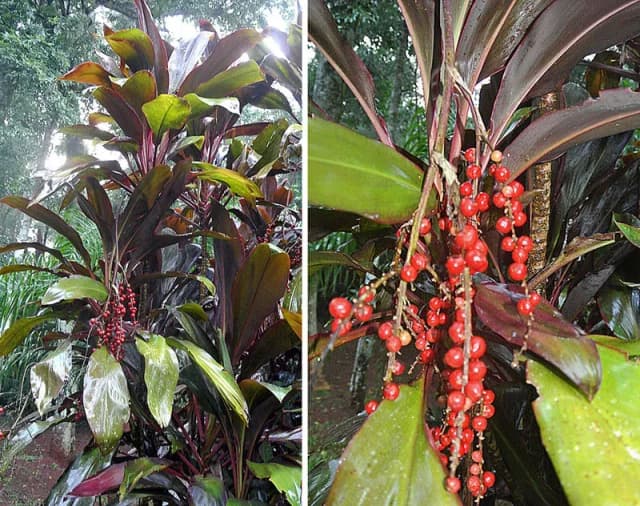 CORDYLINE TERMINALIS LEAF EXTRACT 대표 사진