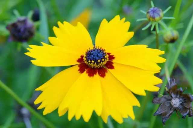 COREOPSIS BASALIS EXTRACT 대표 사진