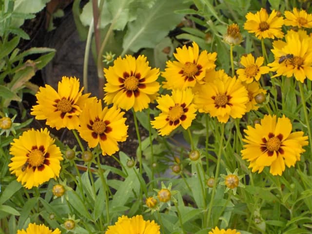 COREOPSIS LANCEOLATA FLOWER EXTRACT 대표 사진