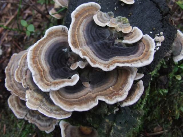 CORIOLUS VERSICOLOR EXTRACT 대표 사진