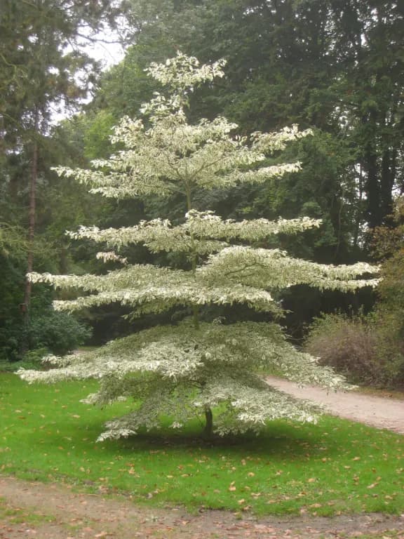CORNUS CONTROVERSA WOOD EXTRACT 대표 사진