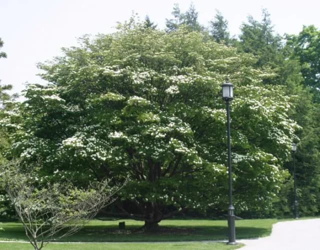 CORNUS KOUSA LEAF EXTRACT 대표 사진
