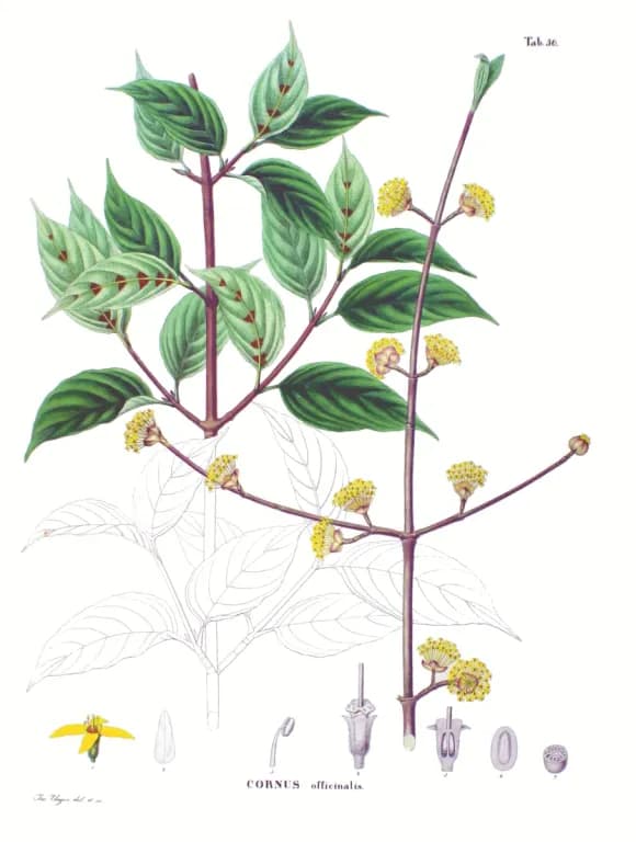 산수유꽃추출물 대표 사진