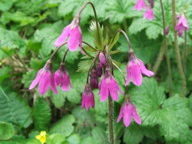 CORTUSA MATTHIOLI FLOWER/LEAF/STEM EXTRACT 대표 사진