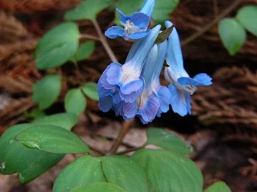 CORYDALIS AMBIGUA BARK/ROOT EXTRACT 대표 사진