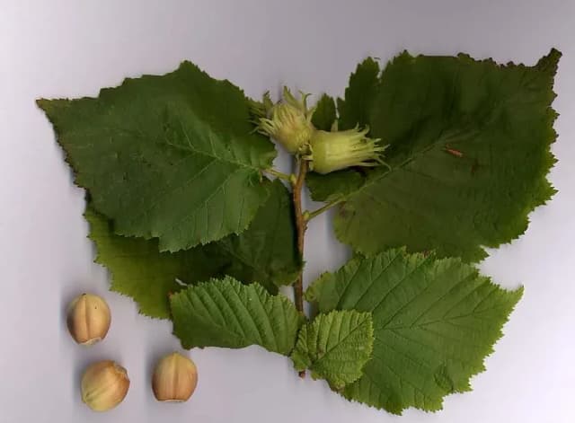 CORYLUS AVELLANA SEED OIL 대표 사진