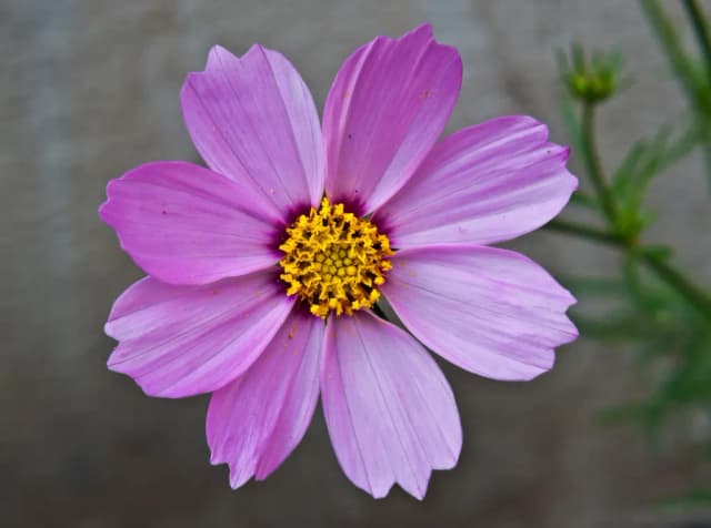 COSMOS BIPINNATUS FLOWER EXTRACT 대표 사진