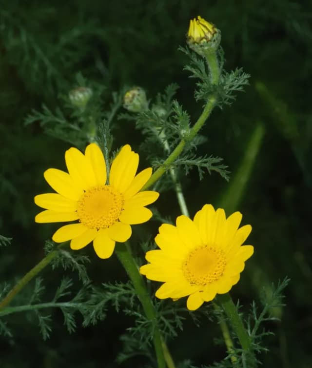 COTA TINCTORIA FLOWER/LEAF/STEM EXTRACT 대표 사진