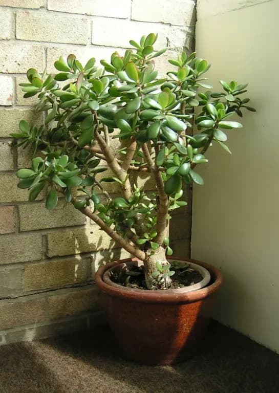 CRASSULA ARGENTEA LEAF EXTRACT 대표 사진
