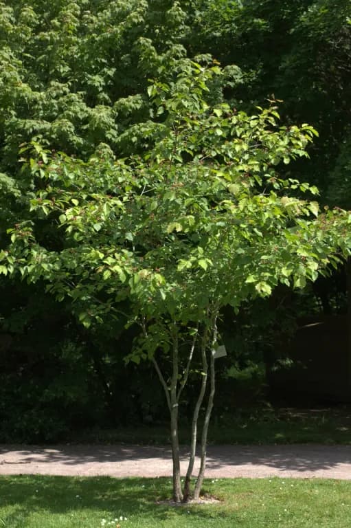 CRATAEGUS DAHURICA LEAF EXTRACT 대표 사진