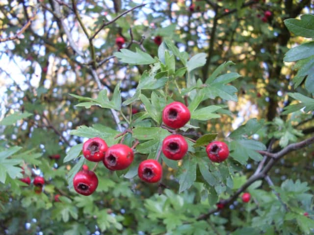 CRATAEGUS MONOGYNA FRUIT/LEAF EXTRACT 대표 사진