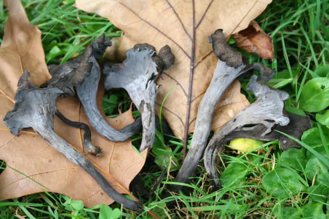 CRATERELLUS CORNUCOPIOIDES EXTRACT 대표 사진