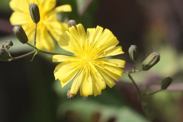 CREPIDIASTRUM SONCHIFOLIUM EXTRACT 대표 사진
